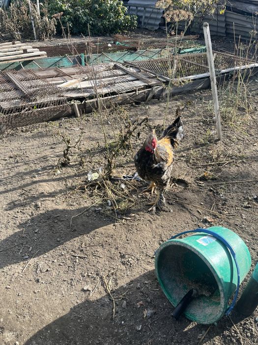Продам  петухов