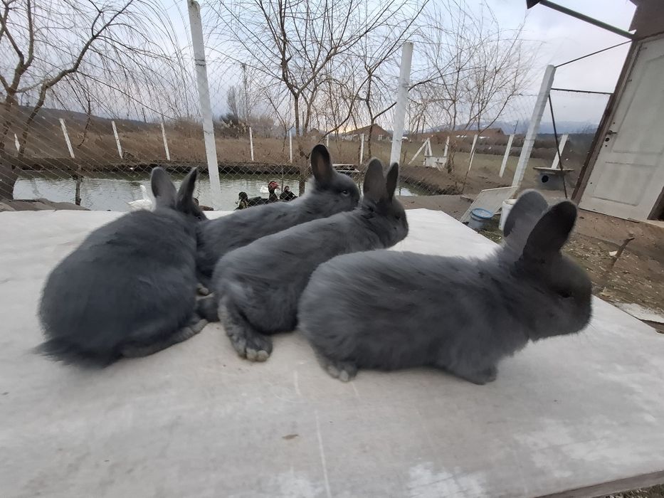 Iepure albastru vienez