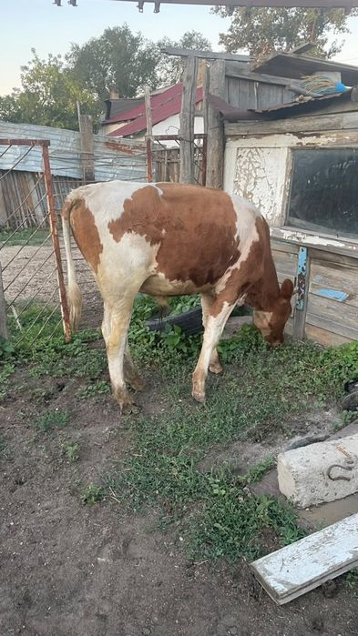 Продам корову с телеком и бычком