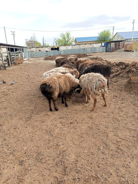 Кошкар сатылады 150 000тенге