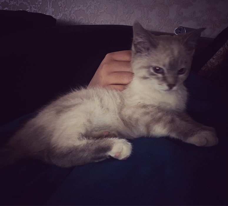 окрас линкс-пойнт.