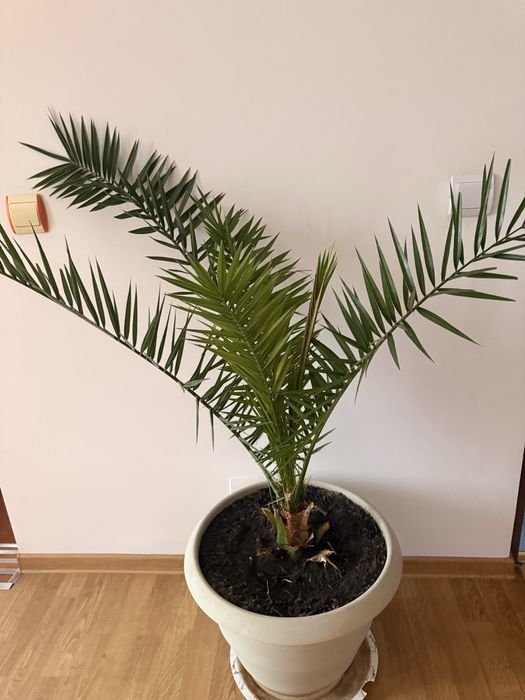 Vand pui de palmier Curmali. paharul contine 2 pui de palmieri