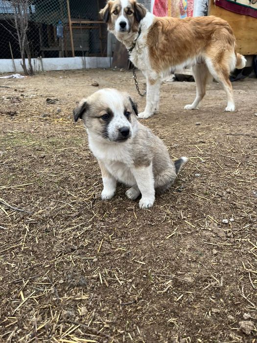 Отдам щенков даром