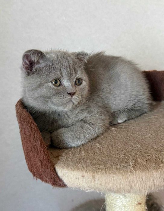 British Scottish Fold