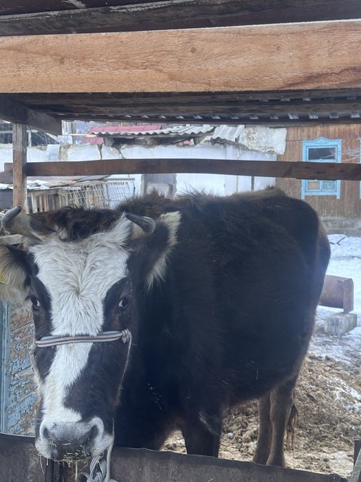 Семіз сиыр.