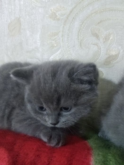 Мушукчалар сотилади.