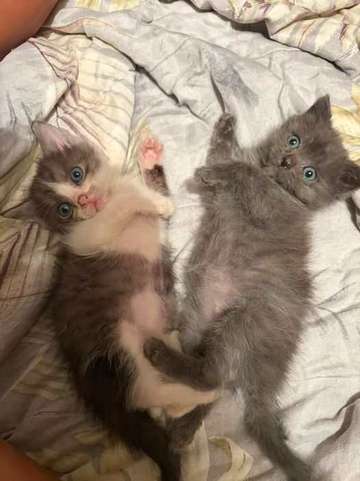 Отдам котят в добрые руки