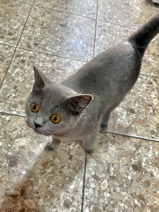 Британская короткошерстная кошка