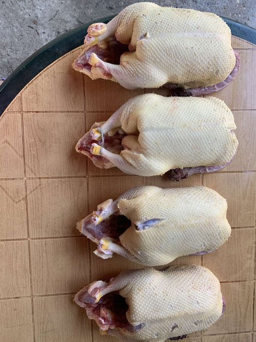 Домашна Еко Патица Патка