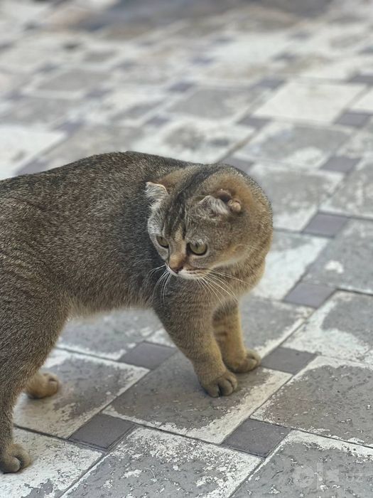 Skotishfold mushuk      скотиш фолд кошка