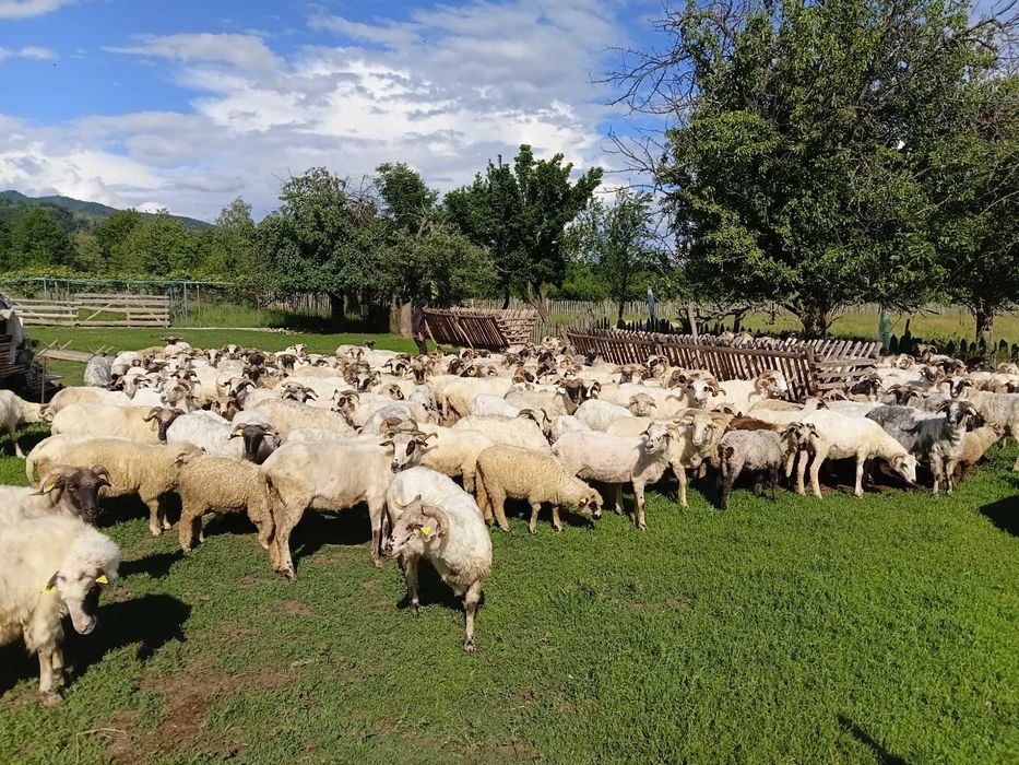 Oi, miei si berbeci de vanzare la Baia de Fier