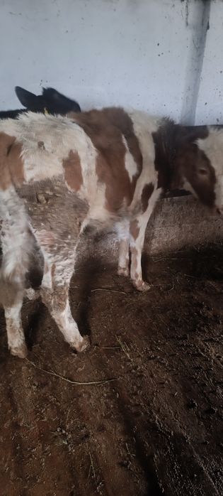 Продам 6 телки цена 320.000