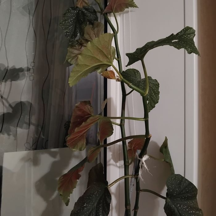 Цветы комнатные красивые