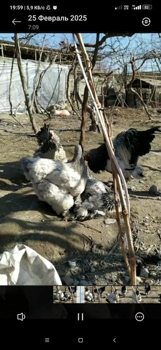 brama tomniy puh tochkali tovuqlari sotiladi zoti inshaallah