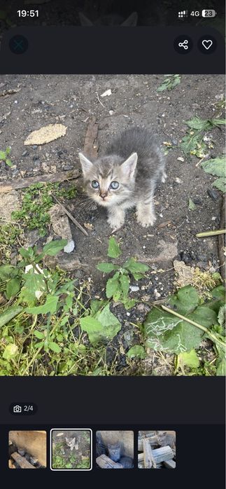 Отдам котят в добрые руки!