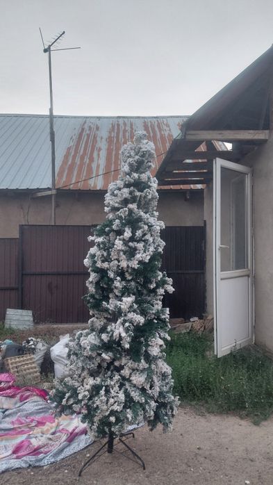 Шырша өте үлкен көлемде