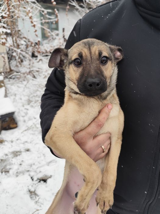 Щенок девочка 3 месяца привитая ищет дом