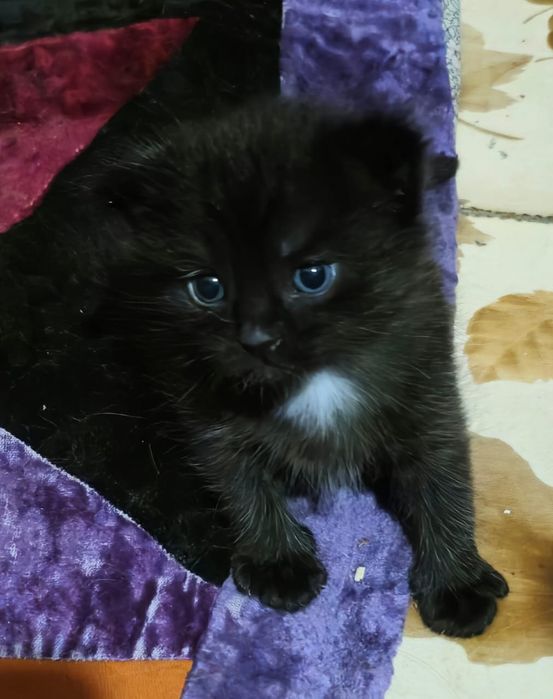 котенок веслоухий