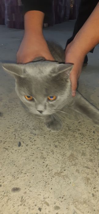 Britaniskiy mushuk sotiladi