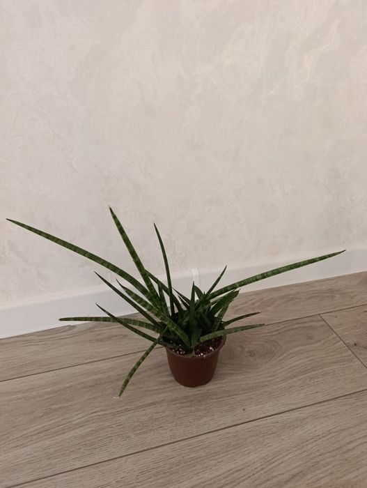 Сансевьера Цилиндр