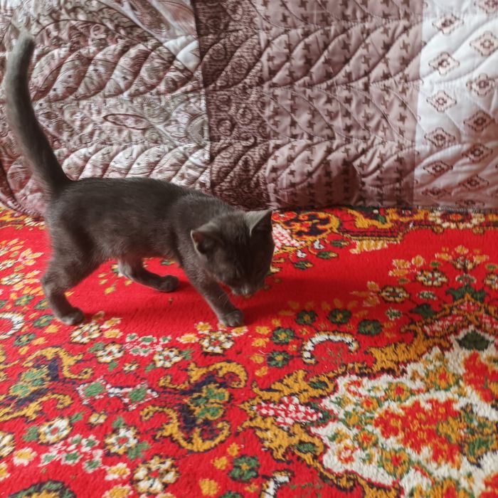 Scottish stayt fold 2.5 oylik