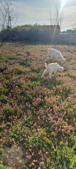 Capre cu iezi tinere