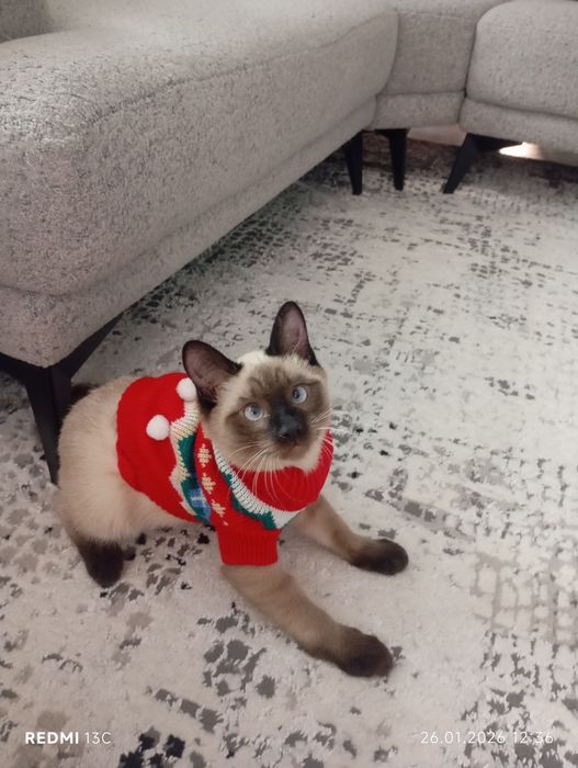 Сиамский кот мальчик