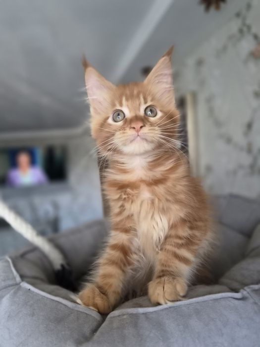 Котёнок мейн-кун