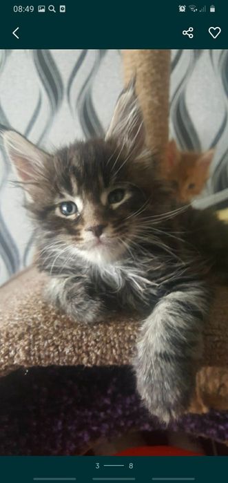 Срочно продам котёнка мейн-кун