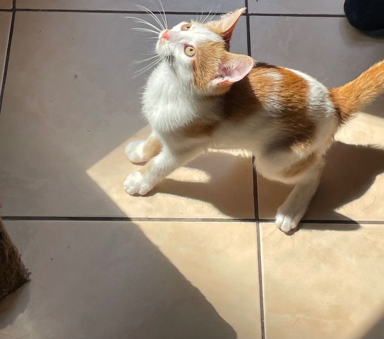 Подарявам малко коте