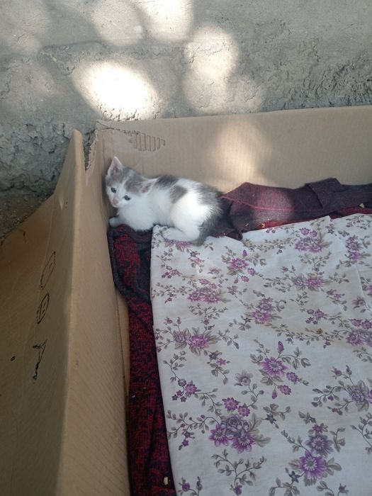 Отдам котят в хорошие руки, город Тараз