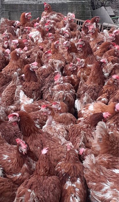 Puicute ouatoare / gaini