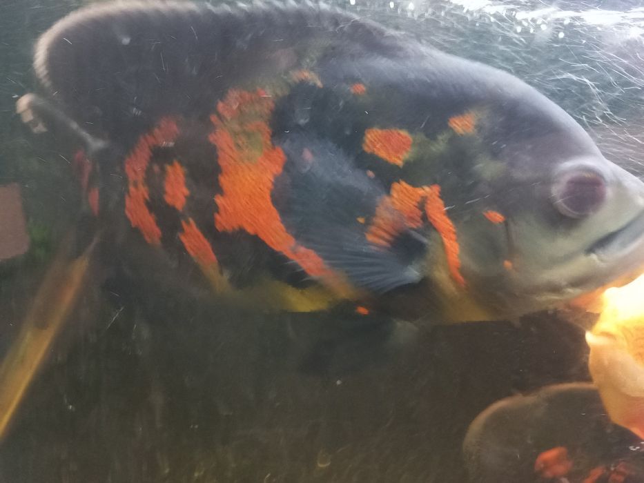 Продается Астронатус