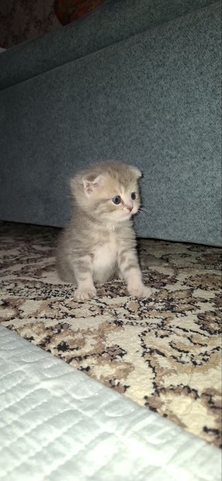 Скотиш Фолд Страйт  кошка
