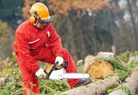 Дарахт кесиш хизмати обрезка деревя спил деревя бензапела услуг daraxt