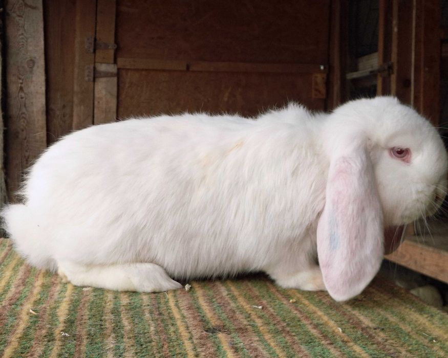 Iepuri berbec german