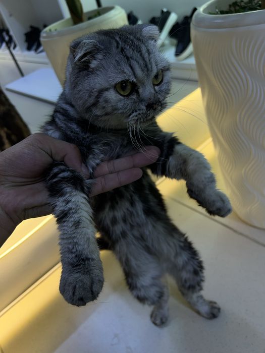 Мысык сатылады Шотландский вислоухий