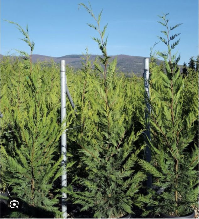 Cup leylandii calitate extra