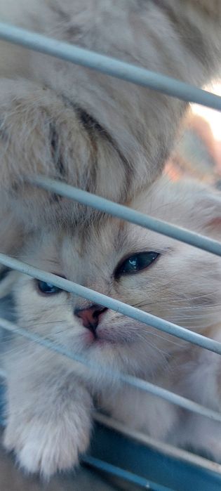 Продаю котят скоттиш фолд