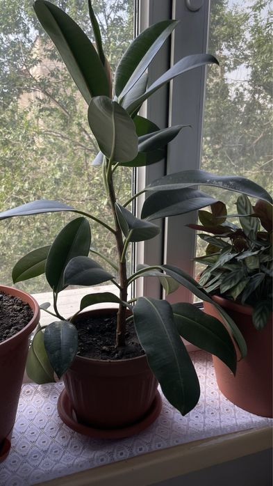 Фикус вместе с горшком