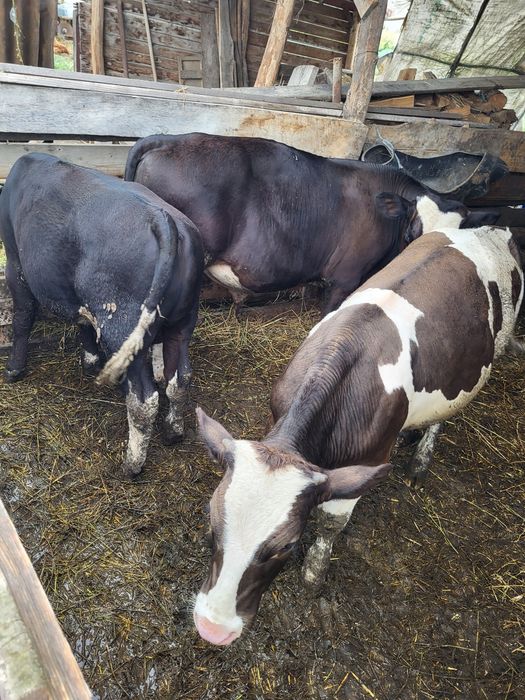 Vand 3 tauras 250kg