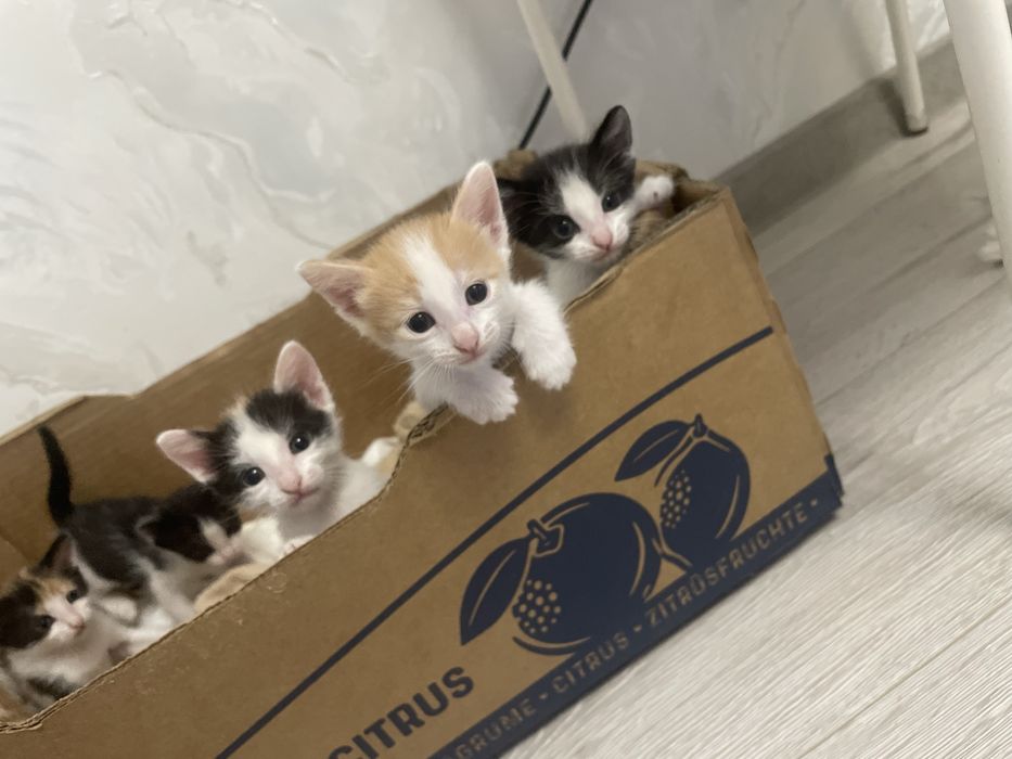 Котята в добрые руки
