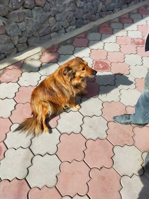 Потерялась собака в Боралдае