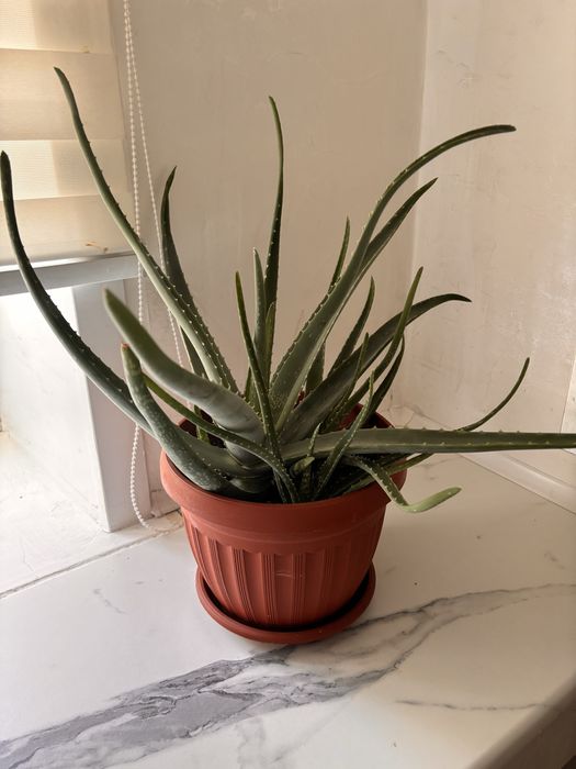 Отростки Алоэ Вера 3000 тг