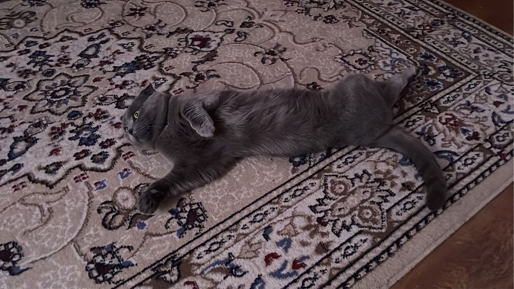 Отдам кота в хорошие руки