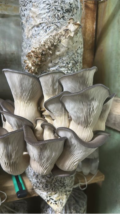 Грибы Вешиньки .