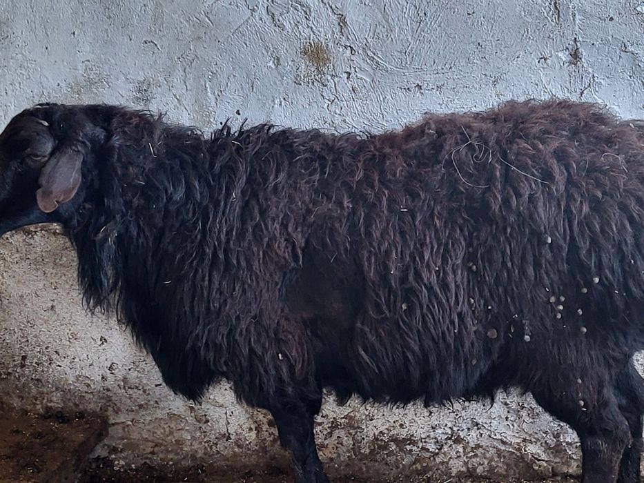 Қошқар сатылады .Продаётся кошкар