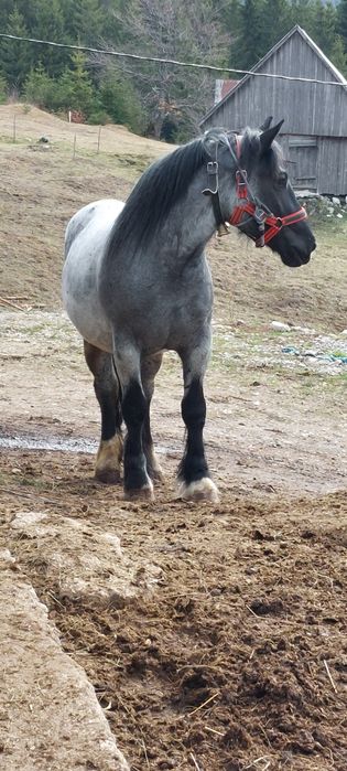 Vând manza de 3 ani