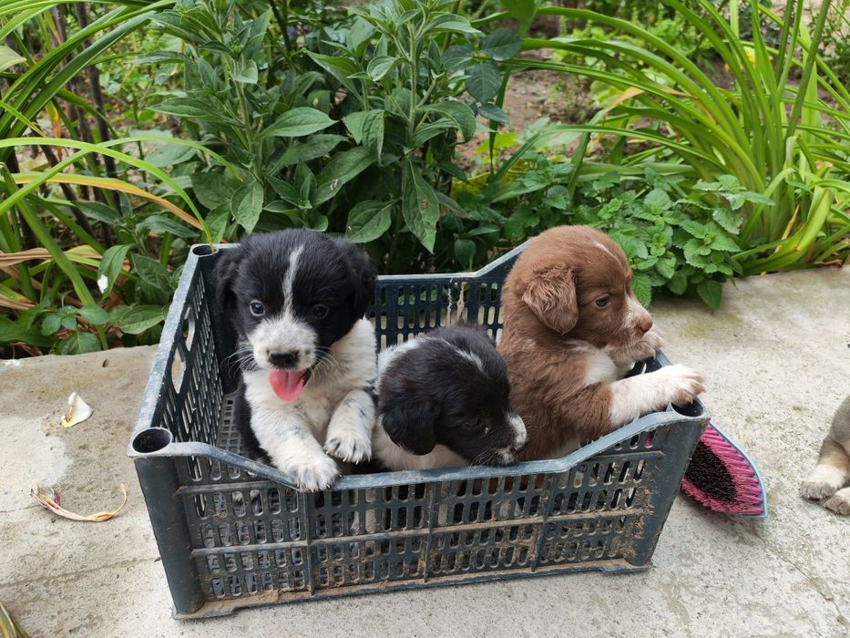 Спаниель охотник. Spaniel ovchi kuchuk bolalari