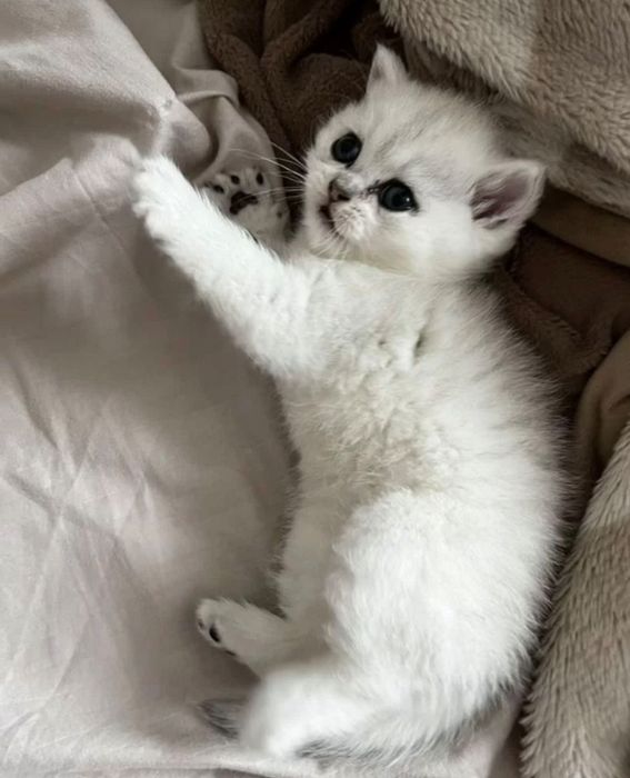 Британский Серабрист Шиншила. Киз. Угил